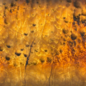 Honey Onyx Slab Patterns